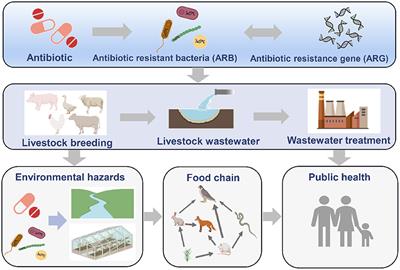 Frontiers | Removal of antibiotic resistance genes during